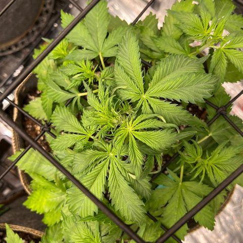 Maui waui 2 growlog timeline photo
