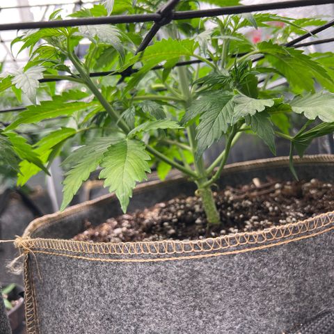Maui waui 2 growlog timeline photo