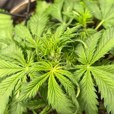 Maui waui 2 growlog timeline photo