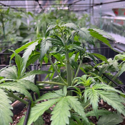 Maui waui 2 growlog timeline photo