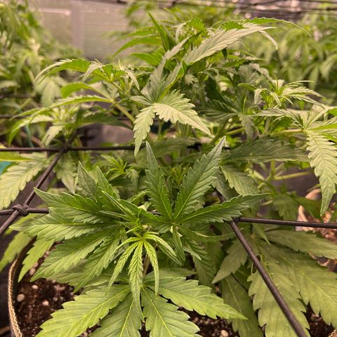 Original Auto Jack Herer growlog timeline photo