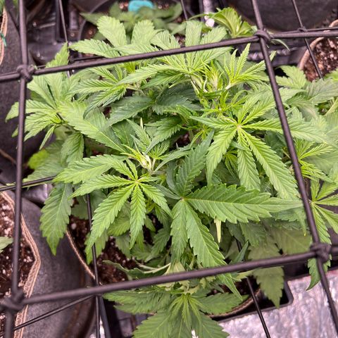 Original Auto Jack Herer growlog timeline photo
