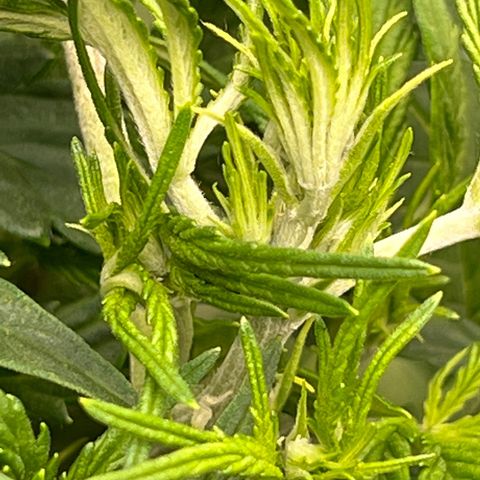 Original Auto Jack Herer growlog timeline photo