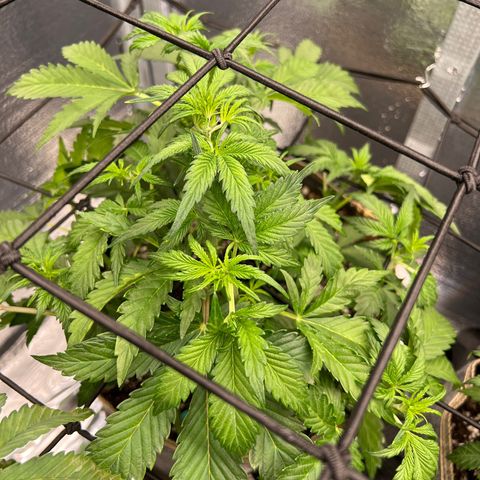 Arctic Sunset growlog timeline photo