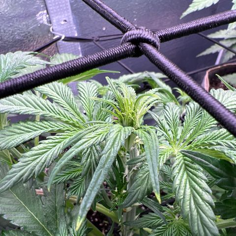 Arctic Sunset growlog timeline photo