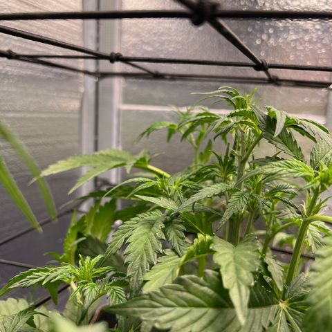 Arctic Sunset growlog timeline photo