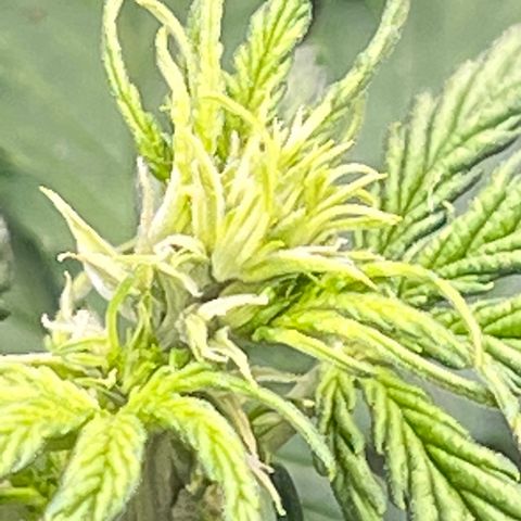 Mimosa Cake Auto growlog timeline photo