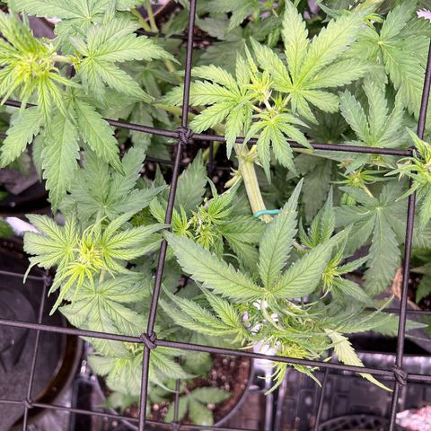 Mimosa Cake Auto growlog timeline photo