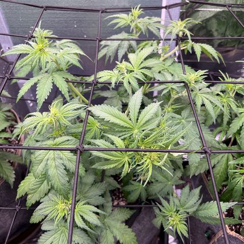 Mimosa Cake Auto growlog timeline photo