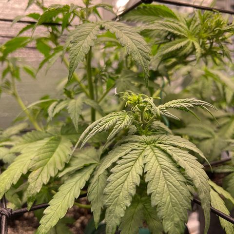 Mimosa Cake Auto growlog timeline photo