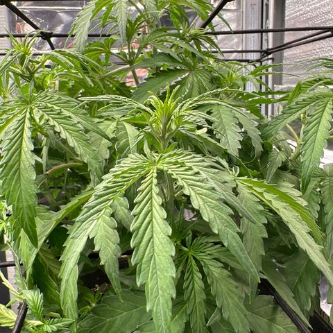 Wedding Glue Auto growlog timeline photo