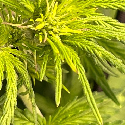 Wedding Glue Auto growlog timeline photo
