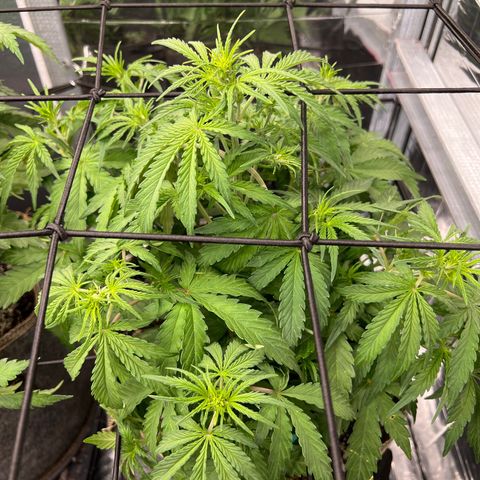 Wedding Glue Auto growlog timeline photo