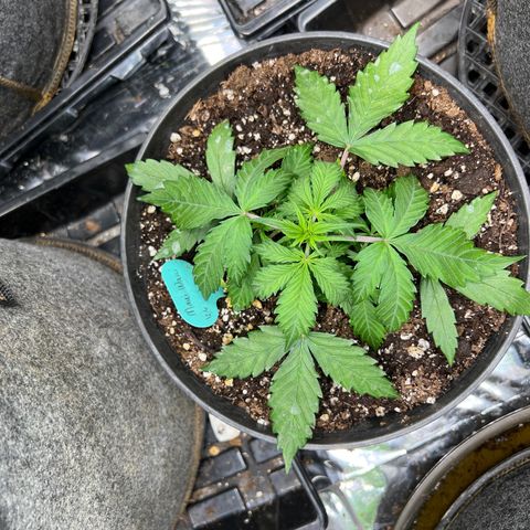 Hawaii Maui Waui Automatic growlog timeline photo
