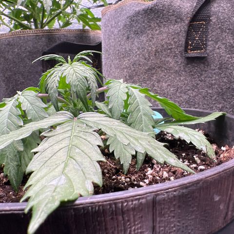 Hawaii Maui Waui Automatic growlog timeline photo