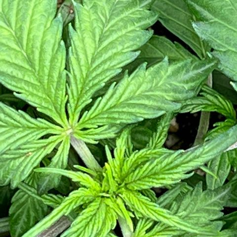 Hawaii Maui Waui Automatic growlog timeline photo