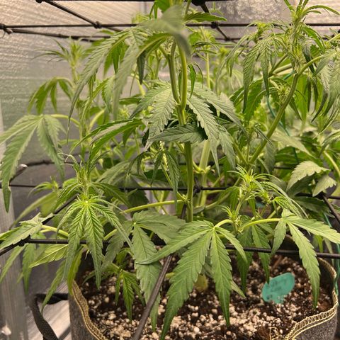 Blueberry Kush Automatic growlog timeline photo