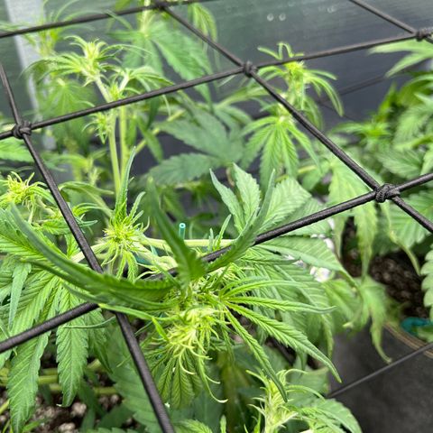 Blueberry Kush Automatic growlog timeline photo