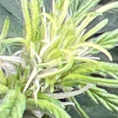 Blueberry Kush Automatic growlog timeline photo