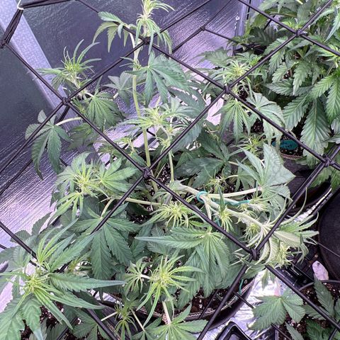 Blueberry Kush Automatic growlog timeline photo