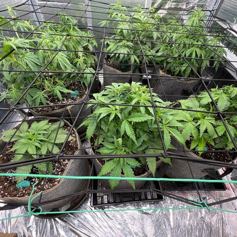 The volunteer (Maui Waui) growlog photo: Looking good!
