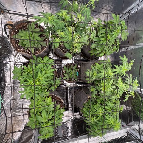 The volunteer (Maui Waui) growlog photo: Looking good!