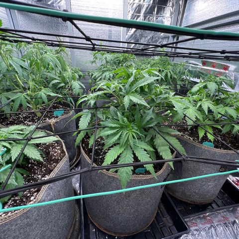 The volunteer (Maui Waui) growlog photo: Looking good!