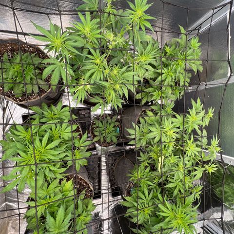 The volunteer (Maui Waui) growlog timeline photo