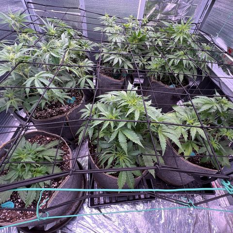 The volunteer (Maui Waui) growlog timeline photo