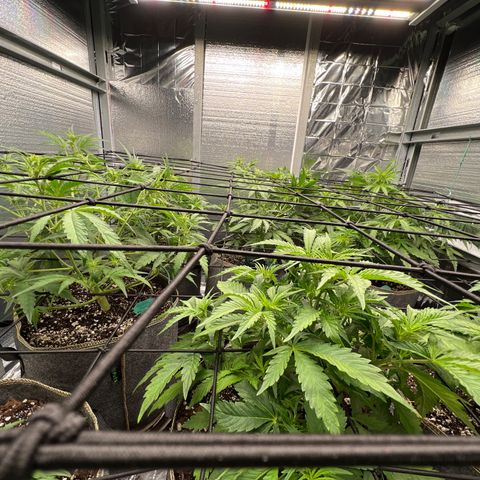 The volunteer (Maui Waui) growlog timeline photo