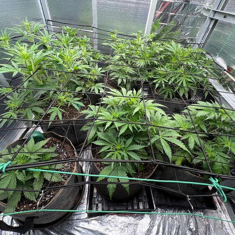The volunteer (Maui Waui) growlog timeline photo