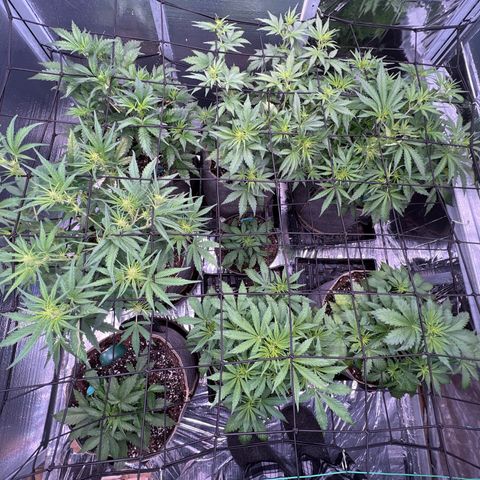 The volunteer (Maui Waui) growlog timeline photo