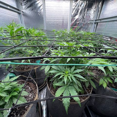 The volunteer (Maui Waui) growlog timeline photo