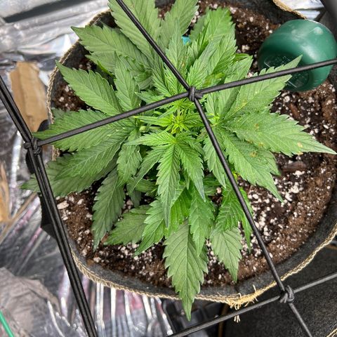 The volunteer (Maui Waui) growlog timeline photo