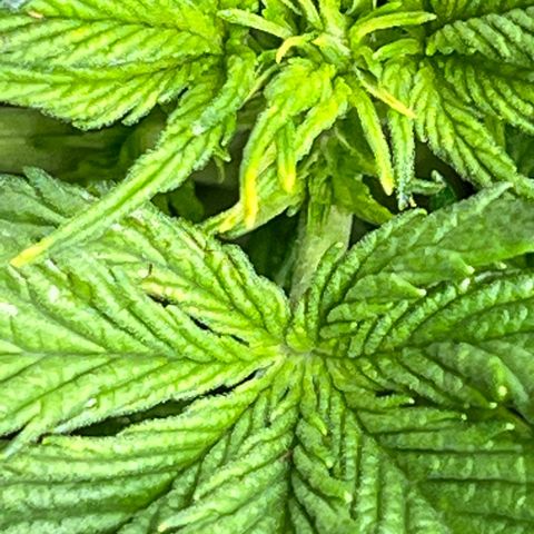 The volunteer (Maui Waui) growlog timeline photo