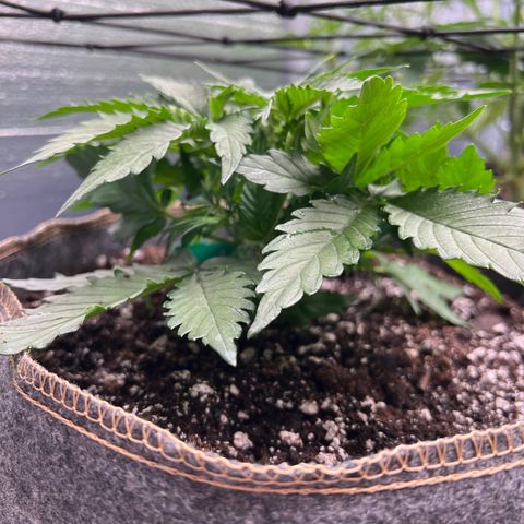 The volunteer (Maui Waui) growlog timeline photo