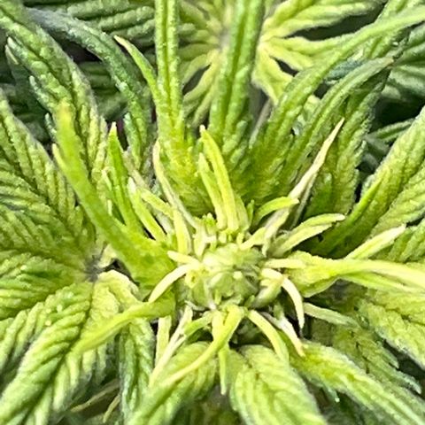 Maui waui 2 growlog timeline photo