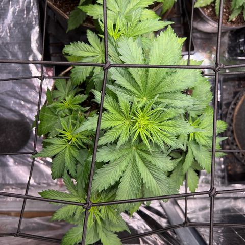 Maui waui 2 growlog timeline photo