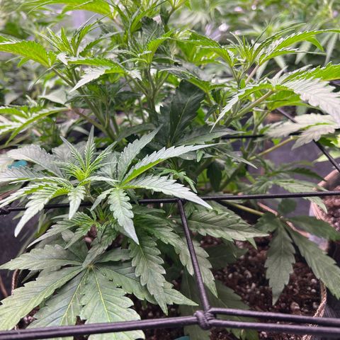 Original Auto Jack Herer growlog timeline photo