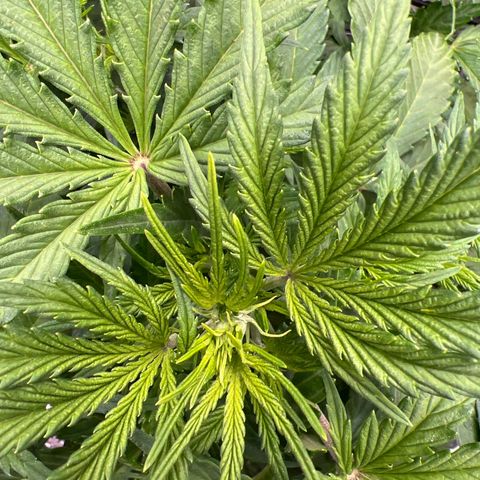 Original Auto Jack Herer growlog timeline photo