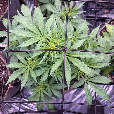 Original Auto Jack Herer growlog timeline photo
