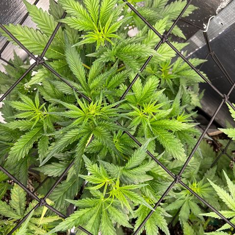 Arctic Sunset growlog timeline photo
