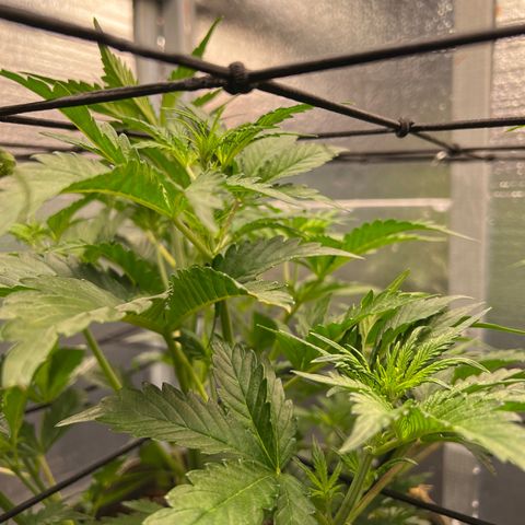 Arctic Sunset growlog timeline photo