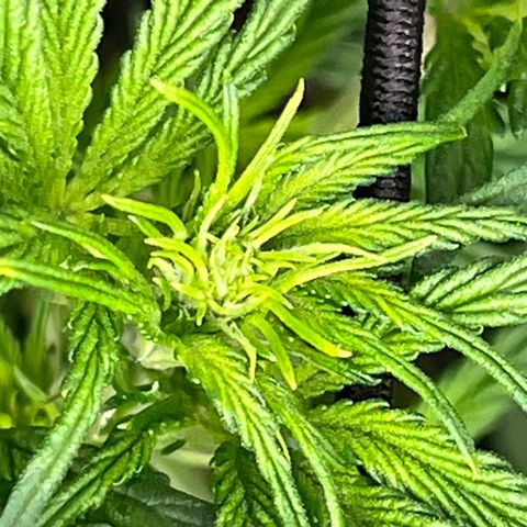Arctic Sunset growlog timeline photo