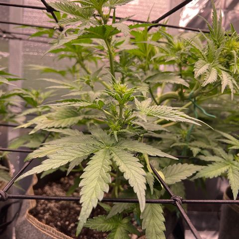 Mimosa Cake Auto growlog timeline photo