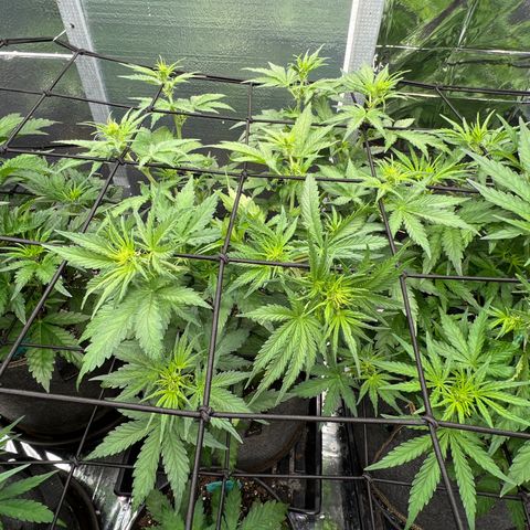 Mimosa Cake Auto growlog timeline photo