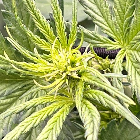 Mimosa Cake Auto growlog timeline photo