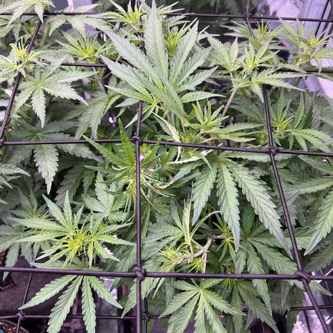 Wedding Glue Auto growlog timeline photo