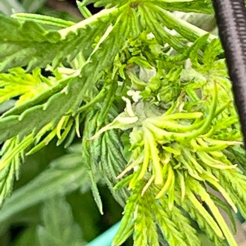 Wedding Glue Auto growlog timeline photo