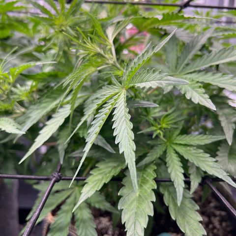 Wedding Glue Auto growlog timeline photo